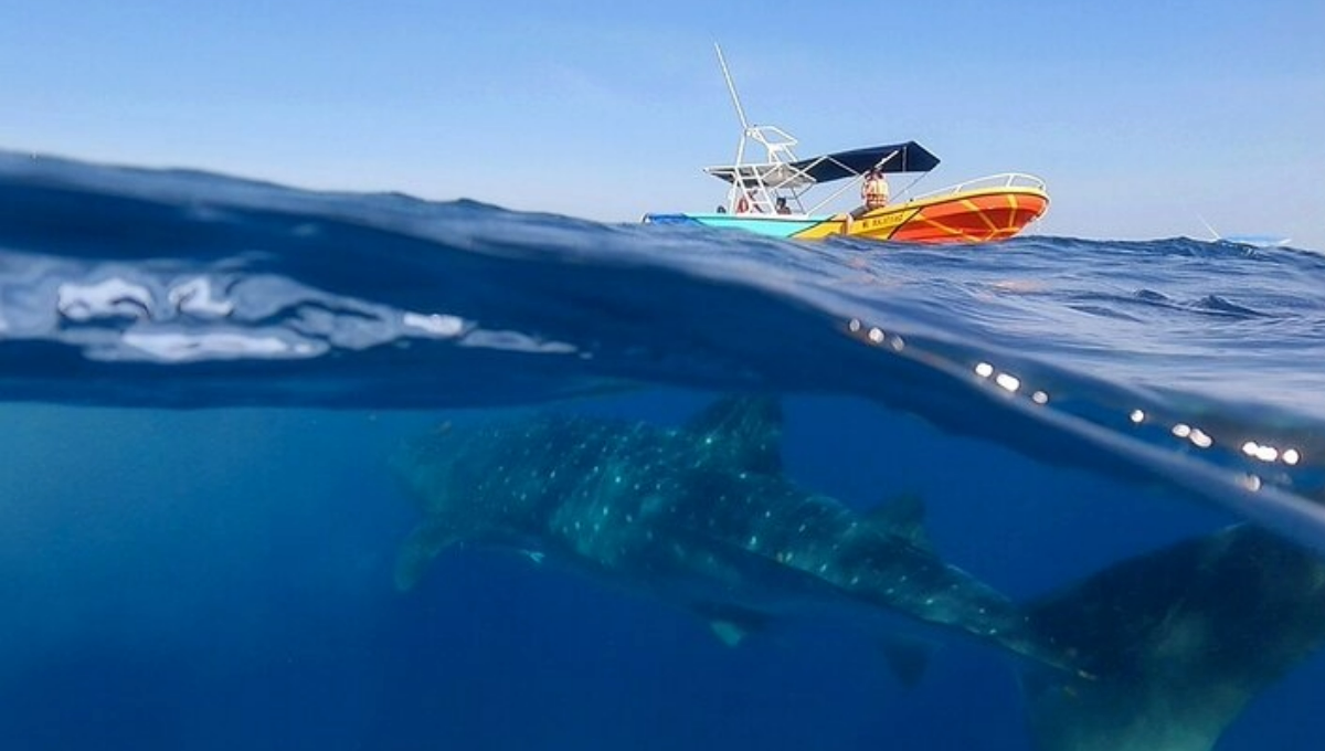 Permisionarios buscarán usar navíos más grandes para el nado con el tiburón ballena en Isla Mujeres