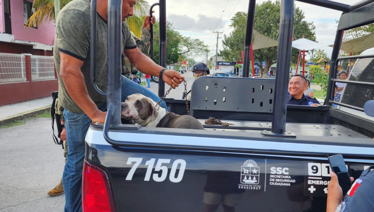 En Cozumel, Centro de Control Animal sacrificará a dos pitbulls