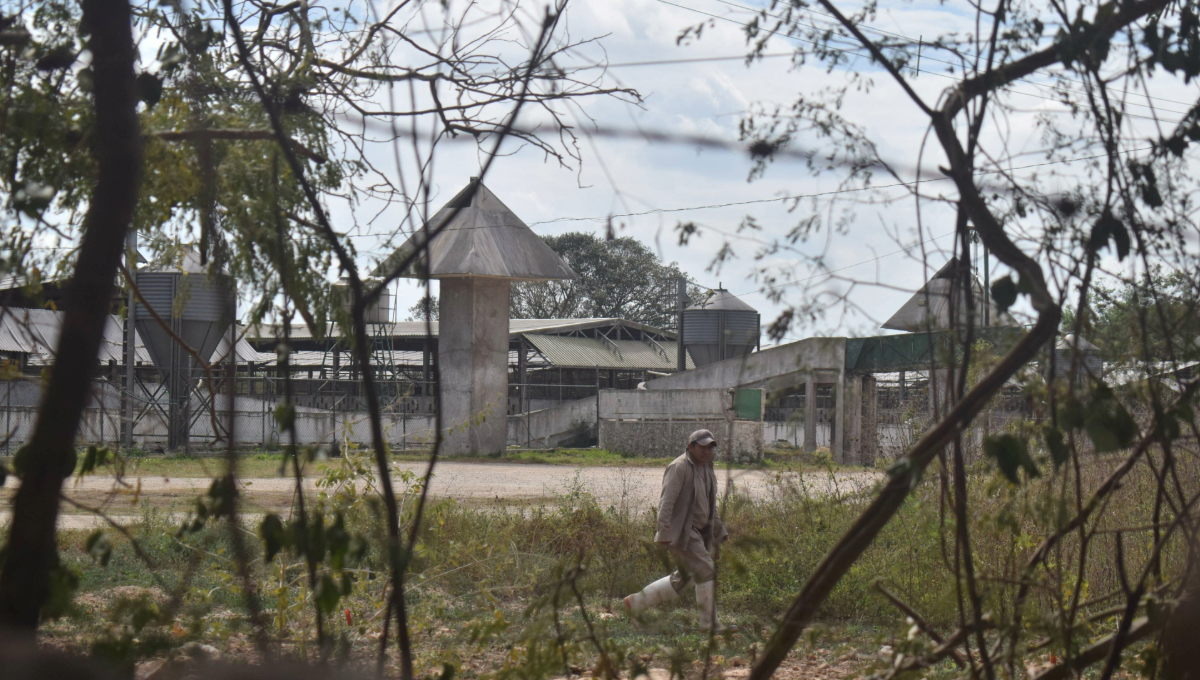 Kekén viola restricción; abre puerta 'secreta' para meter y sacar cerdos en Santa María Chi, Mérida