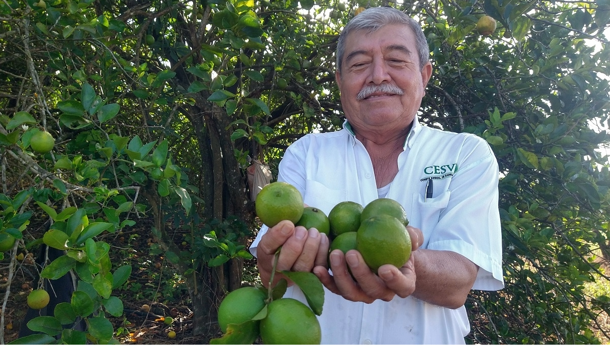 Limón persa se convierte en el oro verde en Yucatán; se desata 'ola de robos' en los municipios