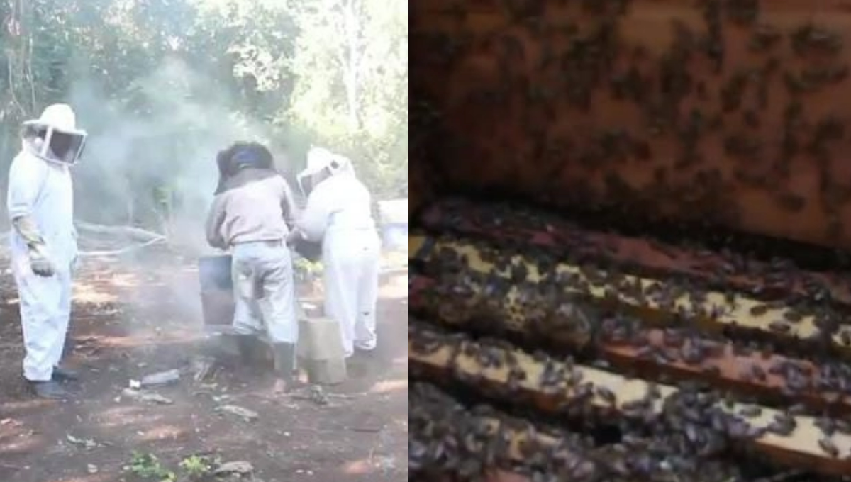 Apicultores de Kantunilkín esperan la Primavera para despuntar la producción de miel