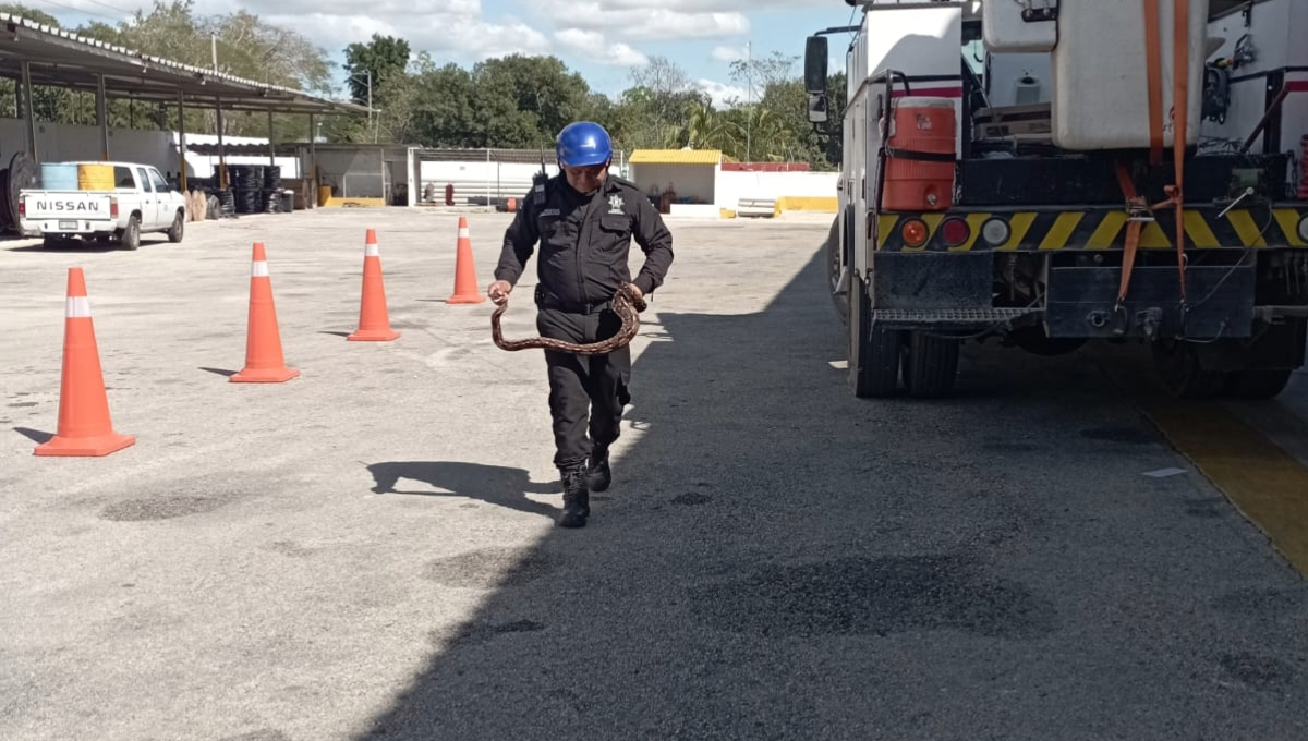 Hallan una boa dentro de una bodega de la CFE en Tizimín