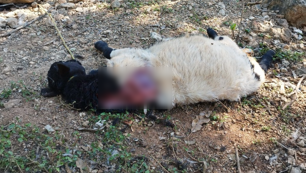 Jauría de perros mata a 12 borregos en José María Morelos, Quintana Roo