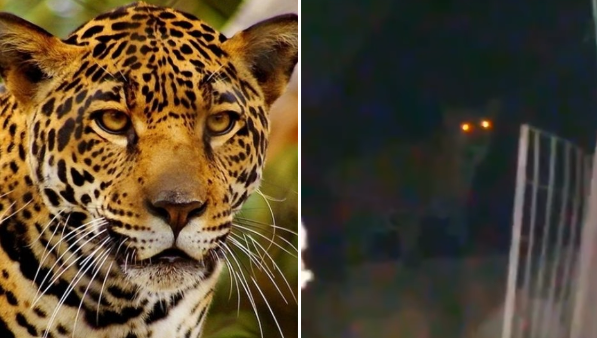 Captan a un jaguar en la Región 248 de Cancún