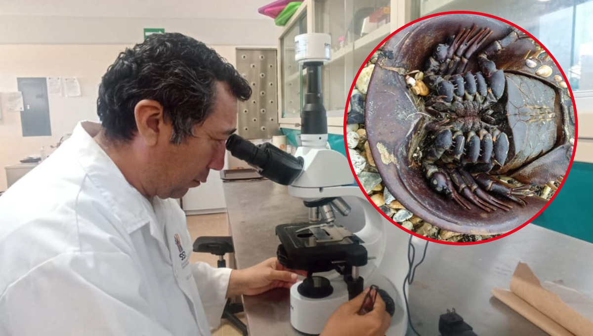 Buscan salvar a la población de 'cacerolita de mar' con una innovadora investigación en Tizimín