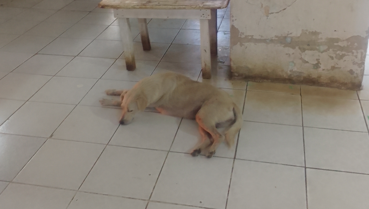 Incrementan los perros callejeros en Peto; guardería del Ayuntamiento no ha funcionado