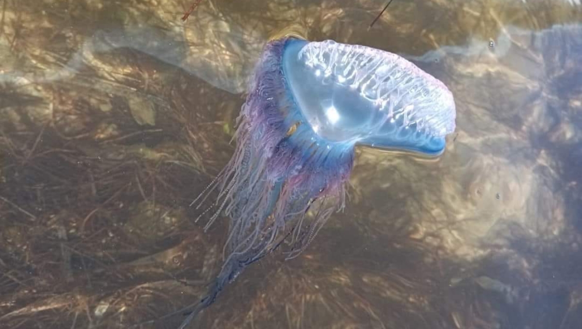 Reportan aparición de medusas de 'agua mala' en la costa de Yucatán