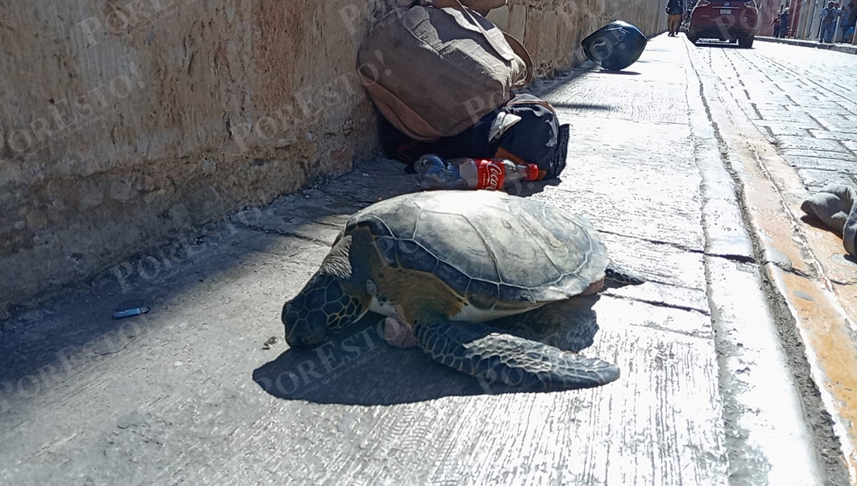 Policías de Campeche detienen a un hombre que caminaba con una tortuga marina