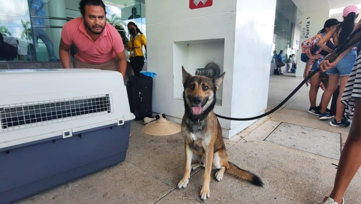 Aeropuerto de Cancún: Aumenta presencia de perros de apoyo emocional en la terminal