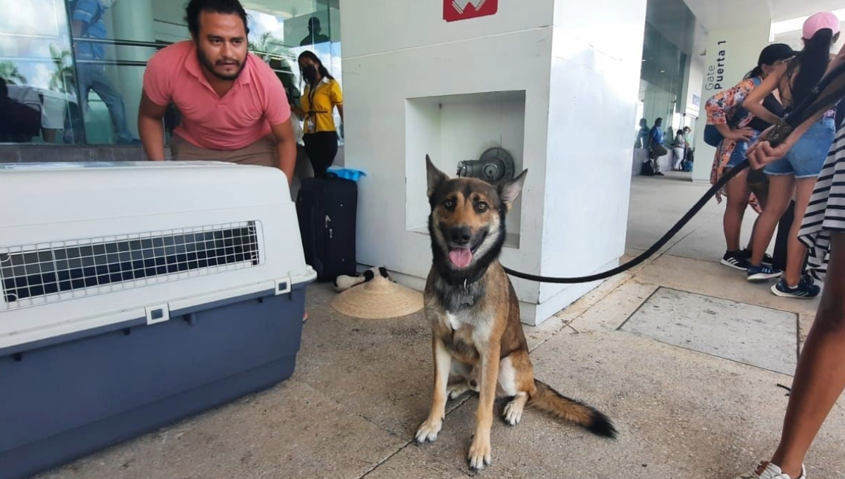 Actualmente sólo se permite subir al avión con ejemplares caninos de tamaño reducido.