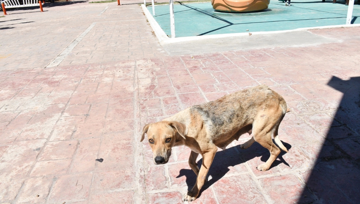 Diputada del PT exhorta a los ayuntamientos a ejercer acciones contra el maltrato animal en Campeche