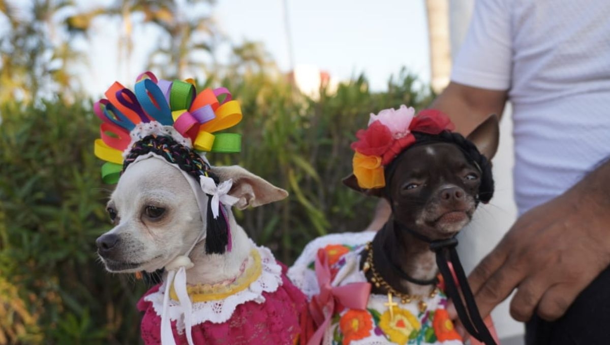 Inauguran el primer parque recreativo para perros en San Francisco de Campeche: VIDEO