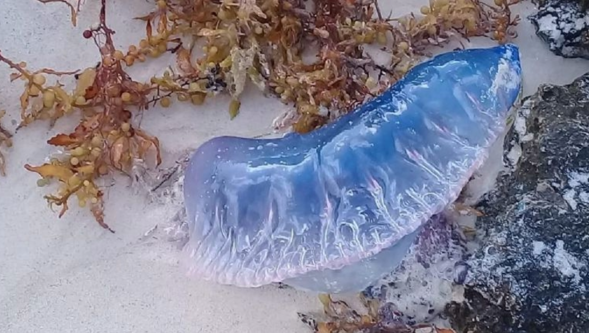 Progreso, con bandera amarilla, ante el ataque de animales marinos