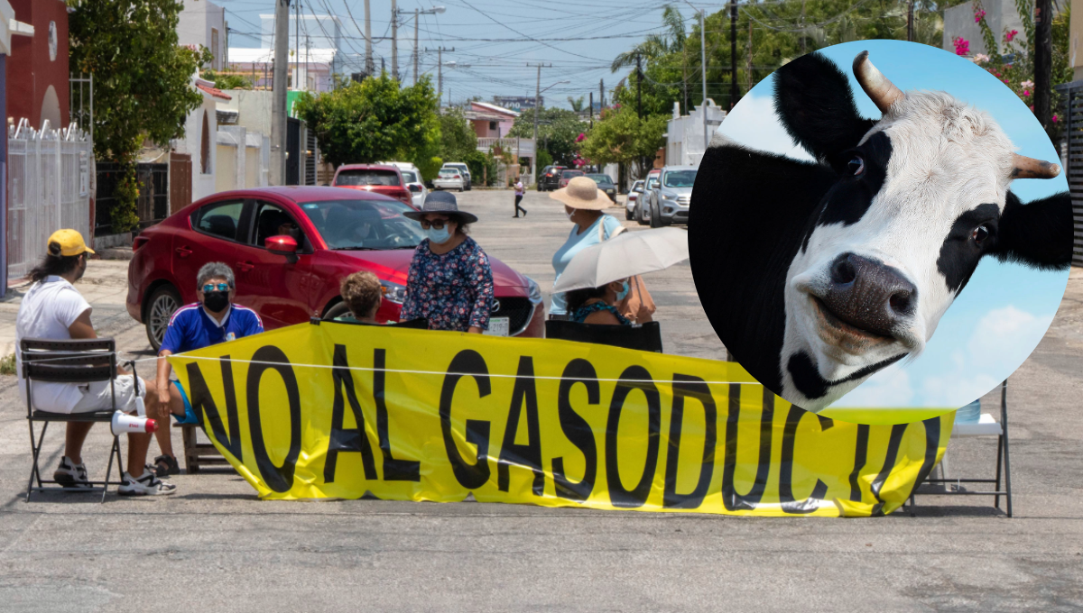 Gasoductos en Mérida: Así hizo pasar Renán Barrera a vecinos de cuatro colonias por vacas