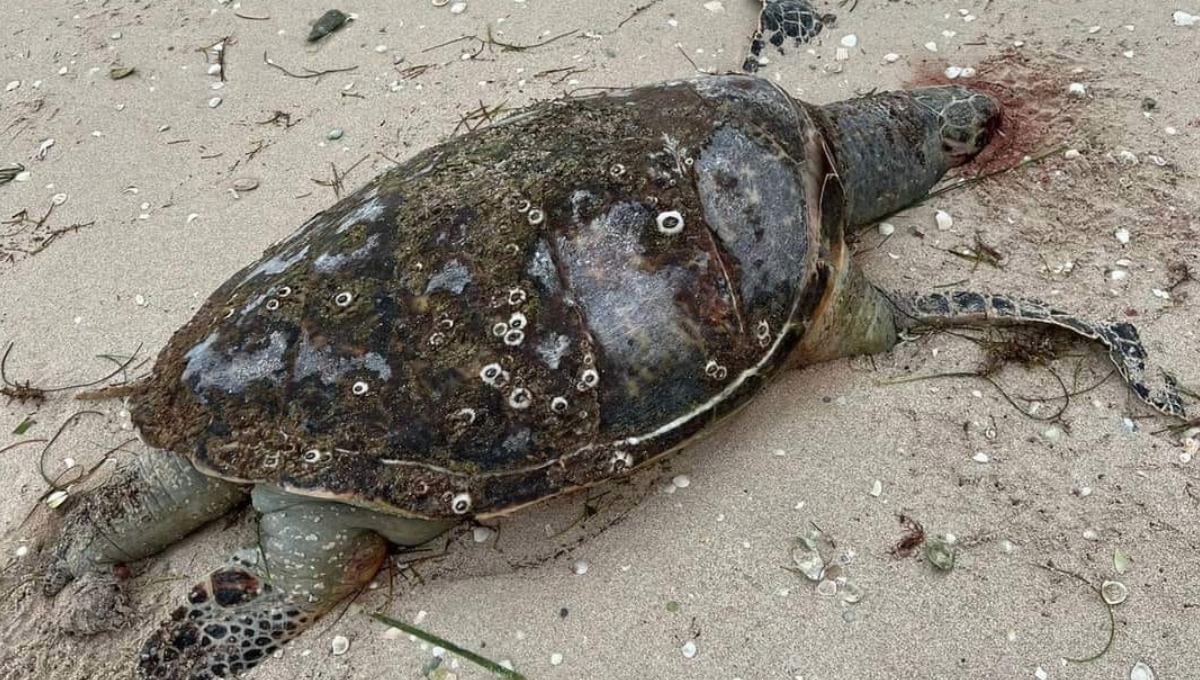 Mueres 10 tortugas carey en San Crisanto, Sinanché, en los últimos dos meses