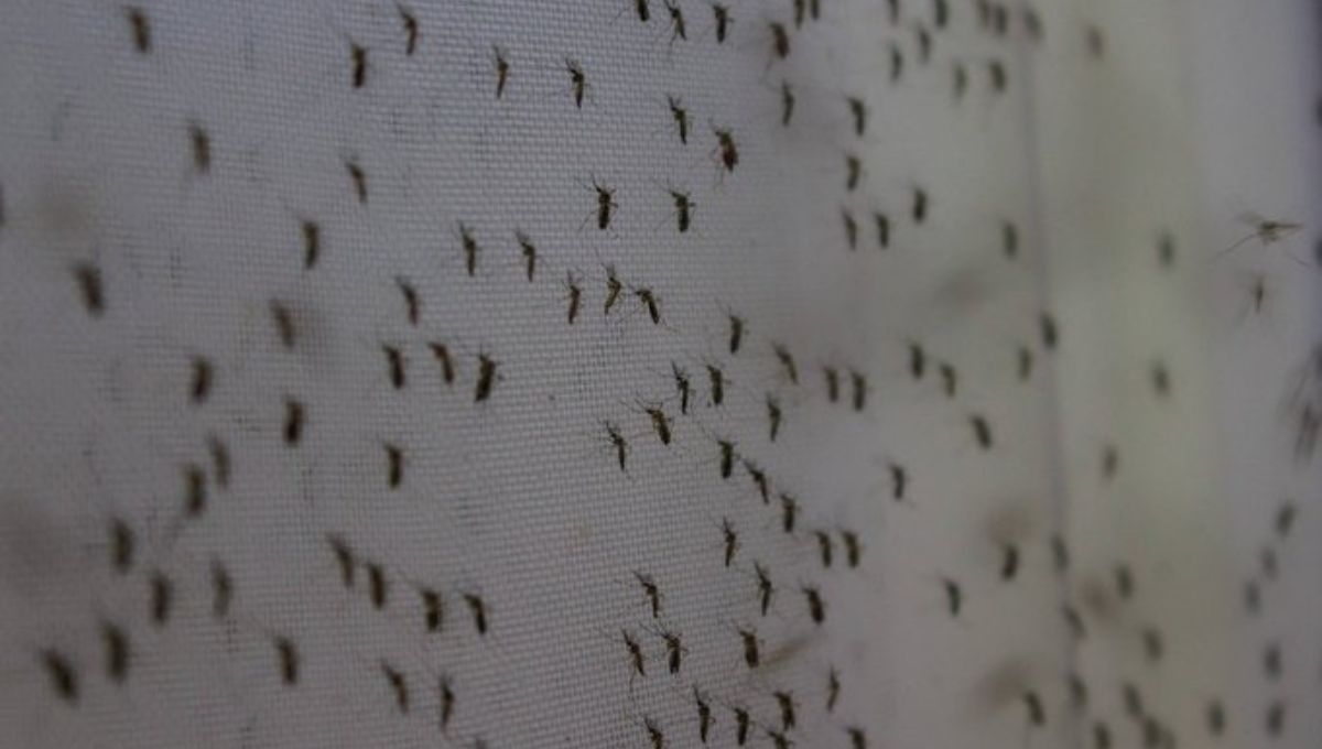 Salud Campeche desmiente la muerte de tres personas a causa de dengue