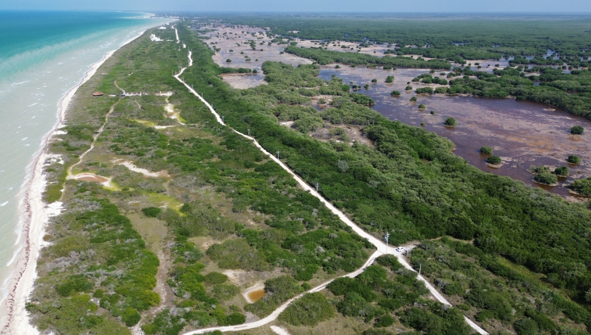 Oceana en México alerta por la pérdida de 100 hectáreas de manglares cada año en Yucatán