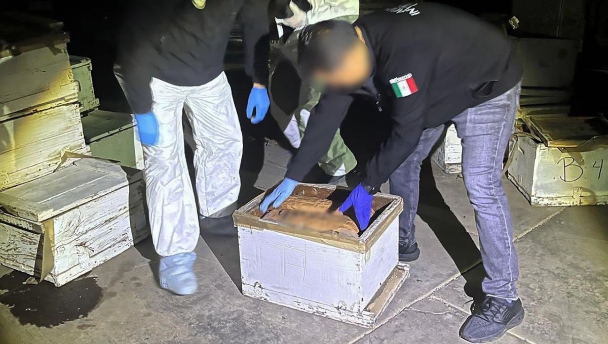Así fue como la FGR encontró los 200 kilogramos de droga en Sinaloa