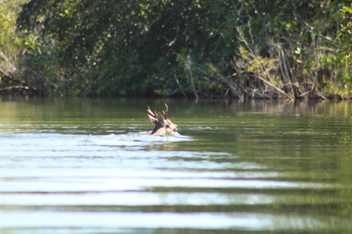 Captan a venado cola blanca cruzando la frontera de Chetumal con Belice