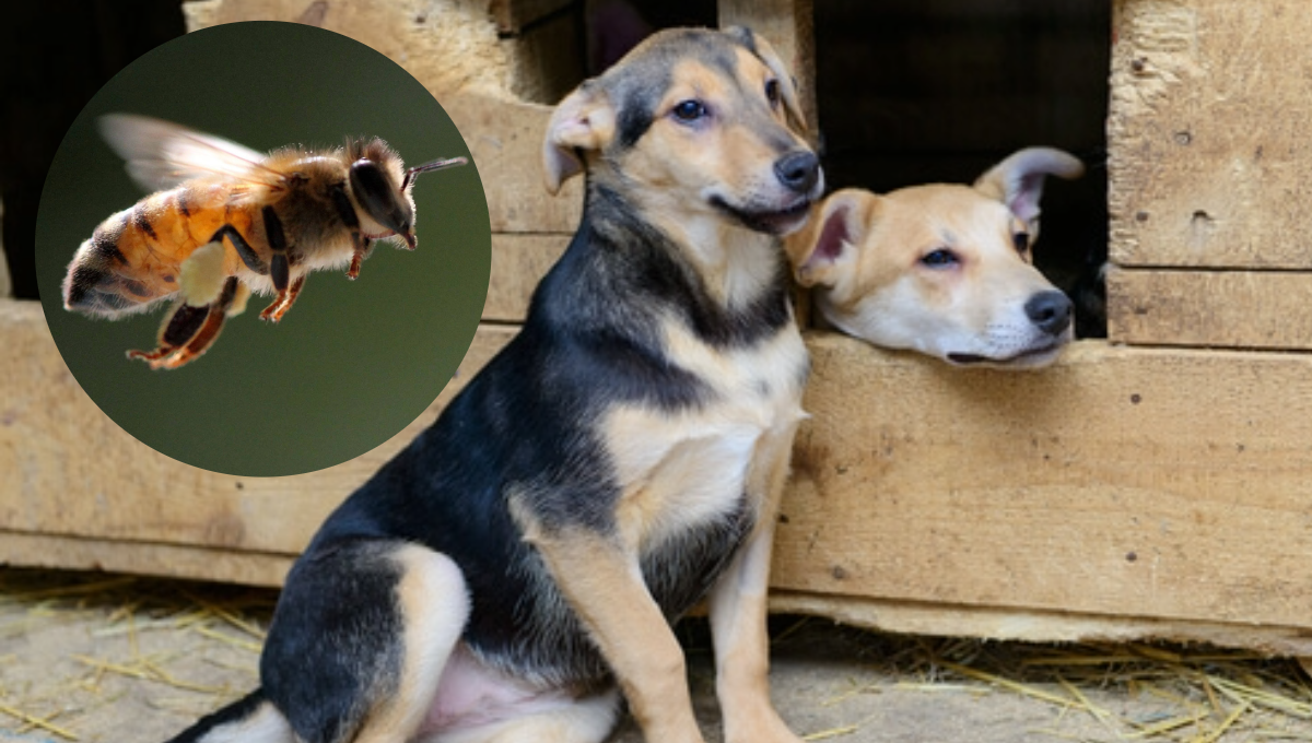 Dos perros mueren por picaduras de abejas en Izamal