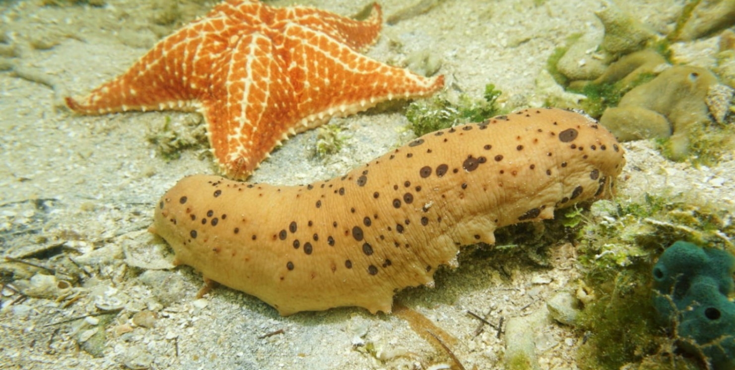 Pescadores furtivos de pepino de mar 'amenazan' la biodiversidad de Isla Mujeres