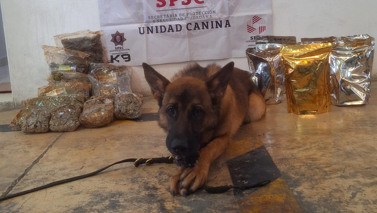 Hallan 21 envoltorios de droga en una empresa de paquetería en Campeche