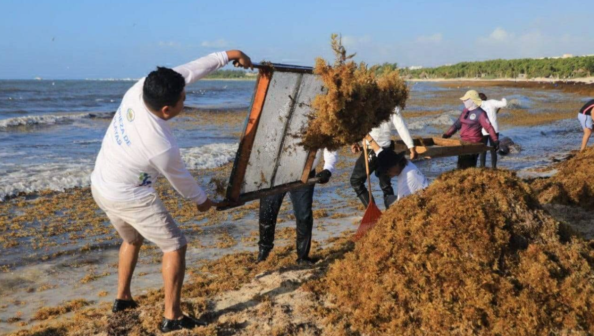 Playa del Carmen: Estudiantes descubren cómo hacer combustible con sargazo