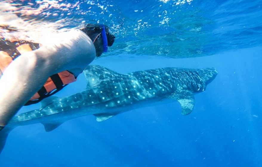 Tours del tiburón ballena en Isla Mujeres se venden anticipadamente