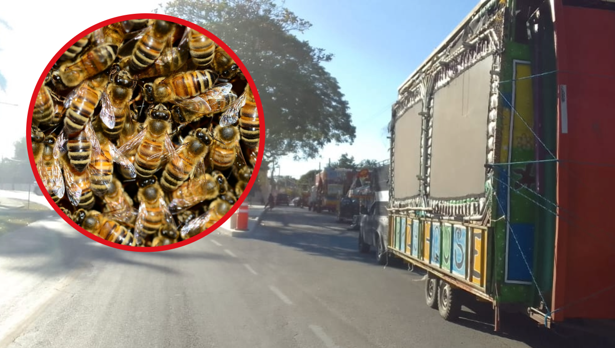 Ataque de abejas dejó a 20 personas lesionadas en Mocochá