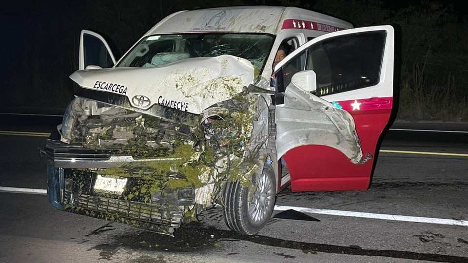 Ganado suelto provoca accidente en la carretera federal Escárcega-Champotón