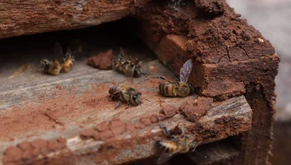 La intoxicación masiva de abejas reportada el 23 de enero, fue causada por el uso de insecticidas en parcelas cercanas a la zona