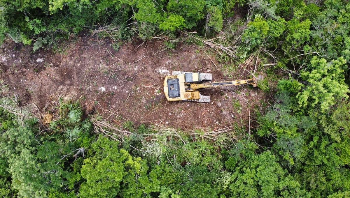 Investigan a menonitas por deforestación en la reserva Balam Kin en Campeche
