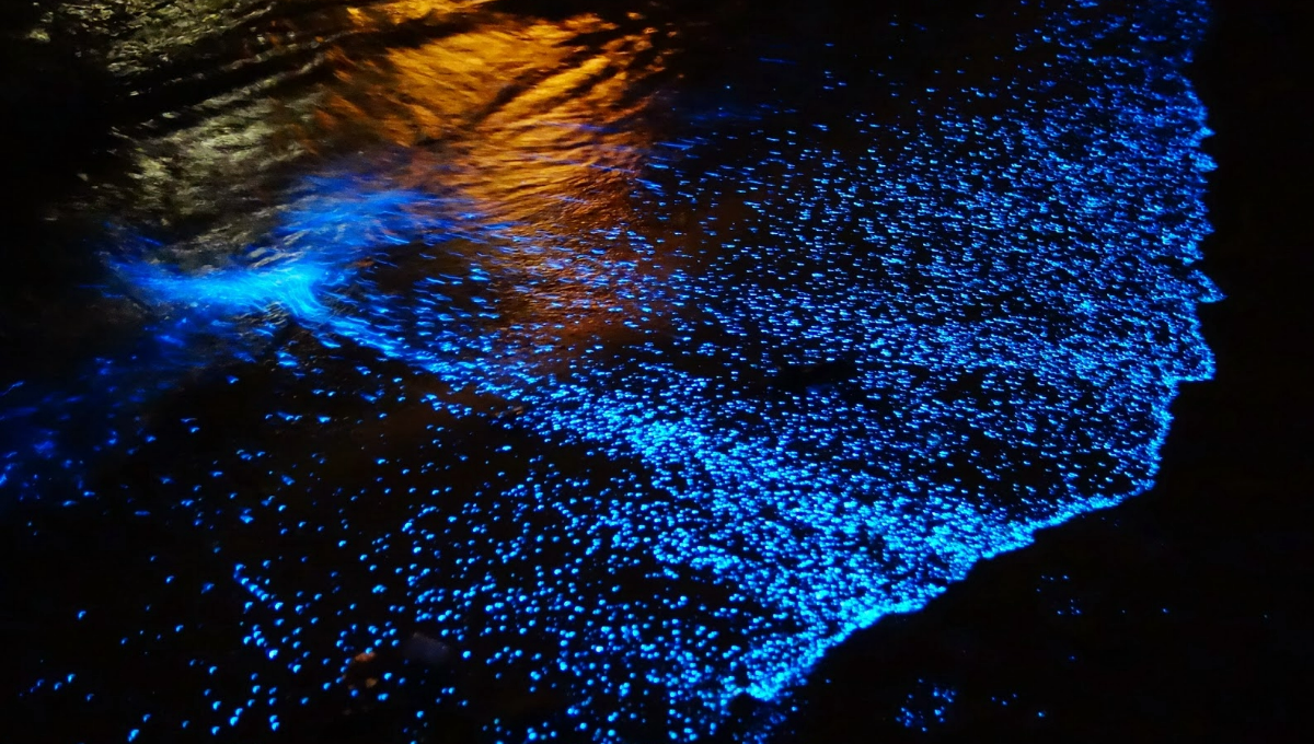¿Qué es el fenómeno bioluminiscencia, el espectáculo natural que se puede ver en Holbox?