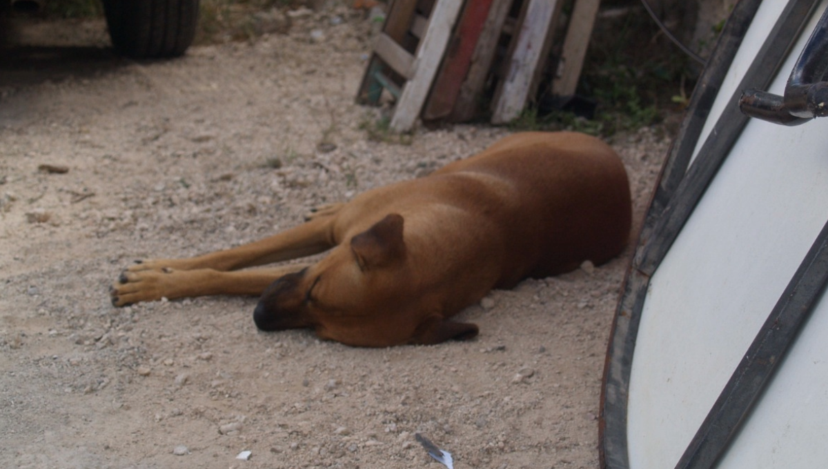 Vecinos de Chabihau, Yobaín, denuncian envenenamiento masivo de perros y gatos