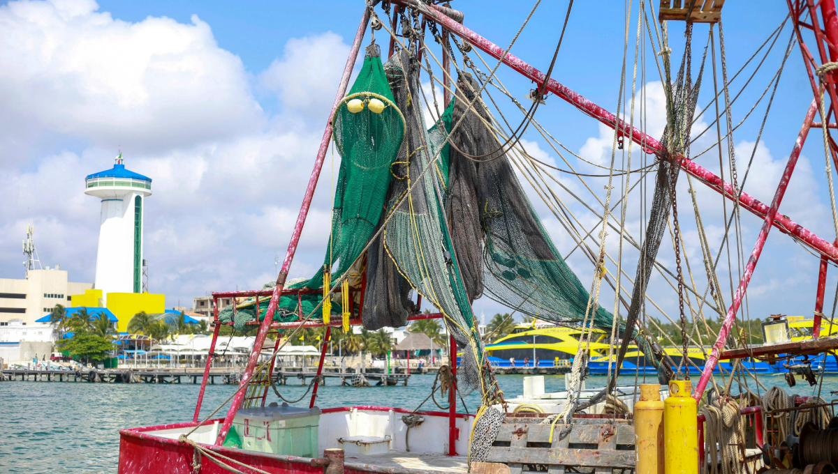 Pescadores de Quintana Roo superan las 350 toneladas de langosta durante la temporada 2024