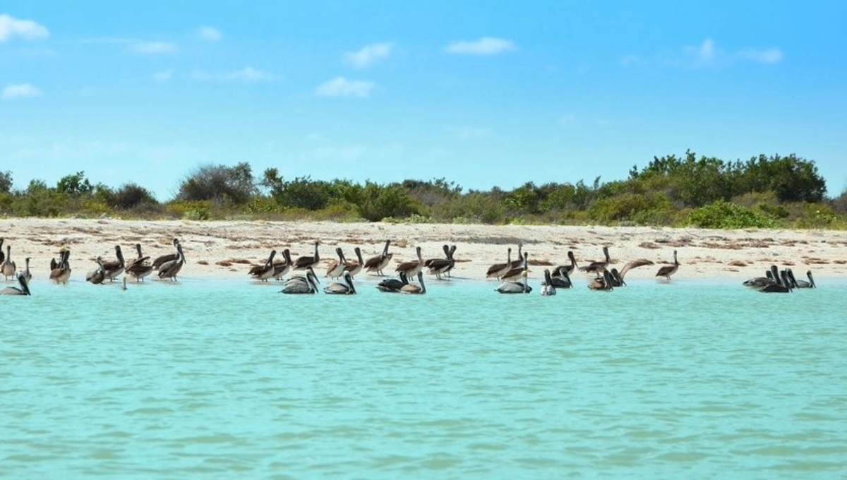 ¿Cuál es la mejor playa de Campeche con las aguas más limpias que Cancún?