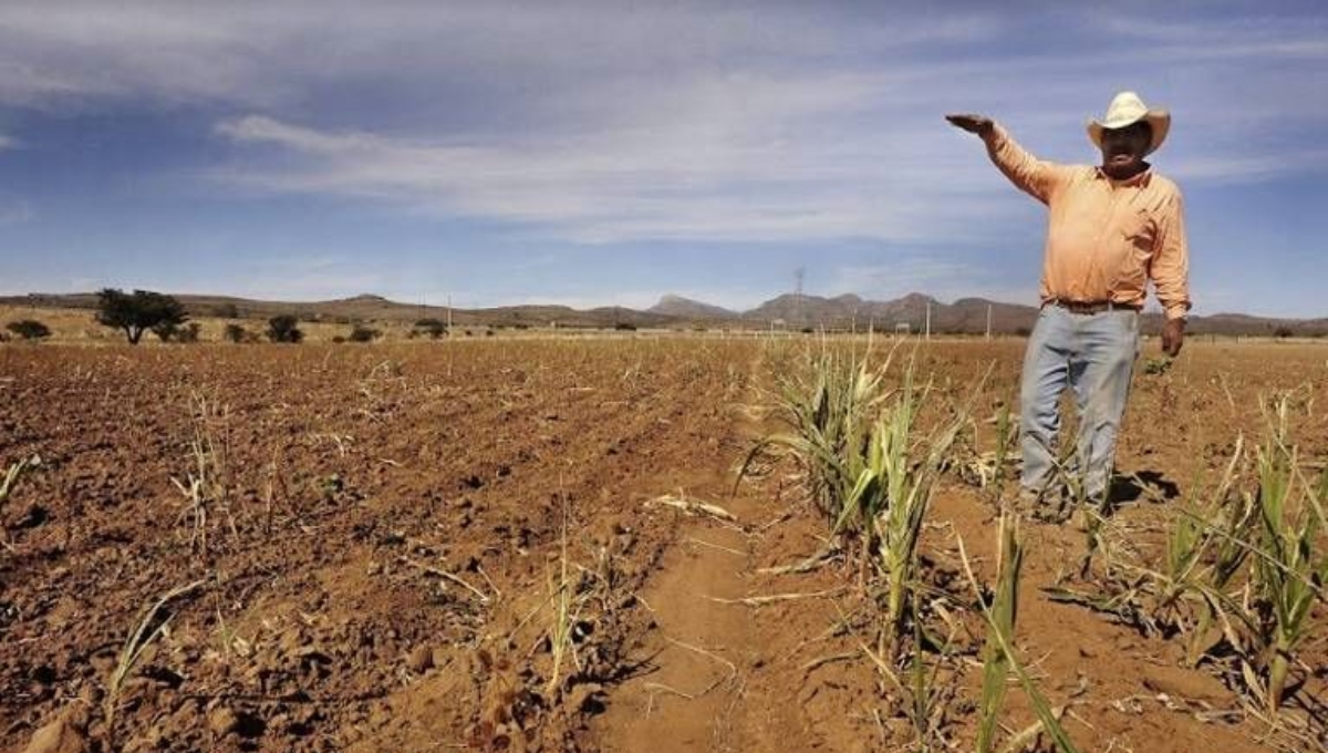 Escasez de agua, principal factor de las pérdidas agrícolas en Campeche