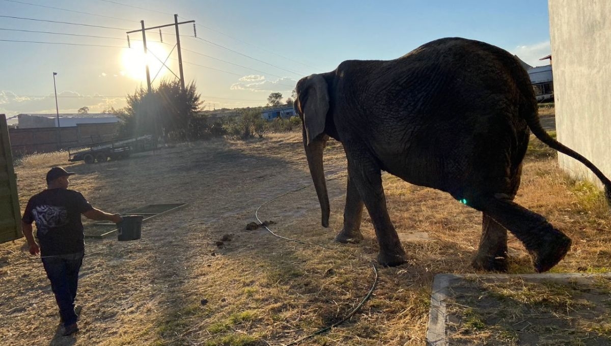 La elefanta Annie fue trasladada este 20 de marzo a su nueva residencia en el Zoológico de San Juan de Aragón de la CDMX