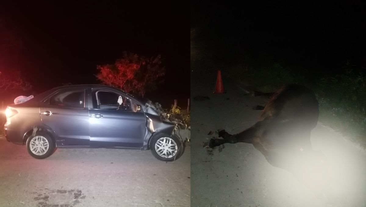 Accidente en la carretera Tizimín-Colonia Yucatán deja un animal muerto