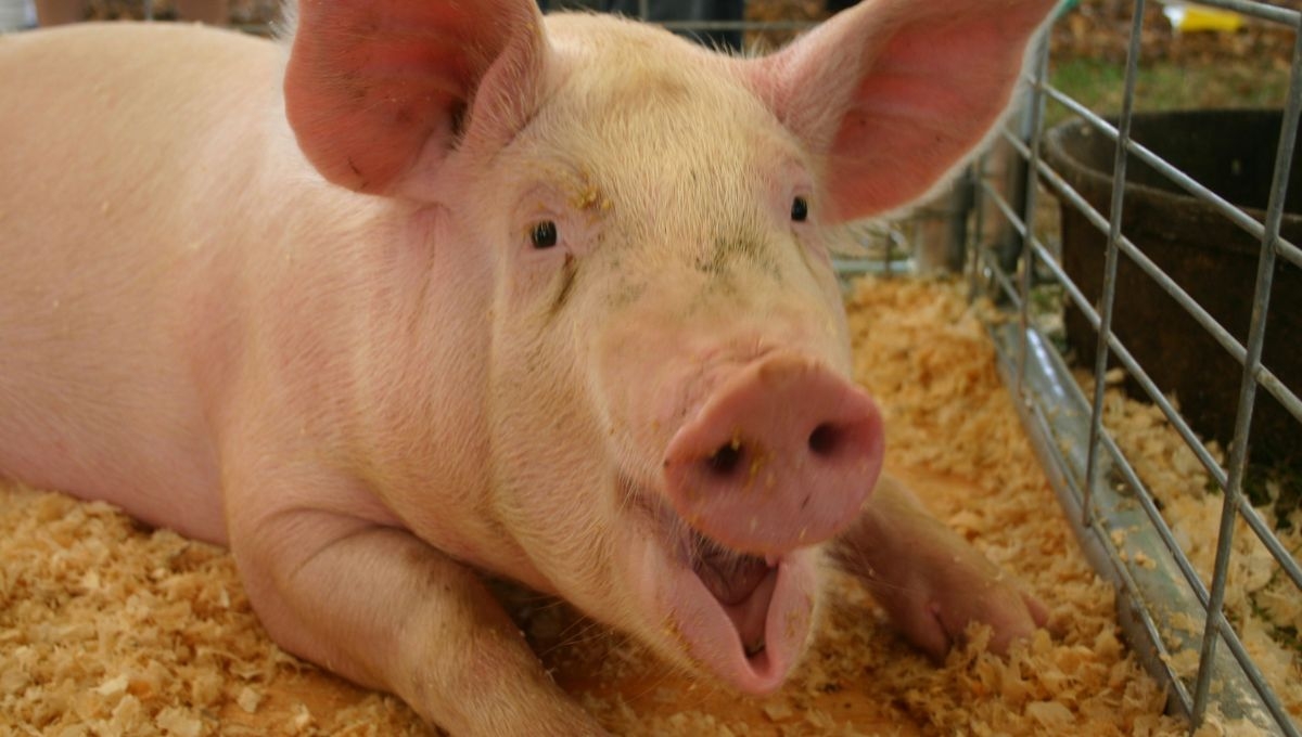 Localizan más de 300 granjas de cerdos desconocidas por Semarnat en Yucatán