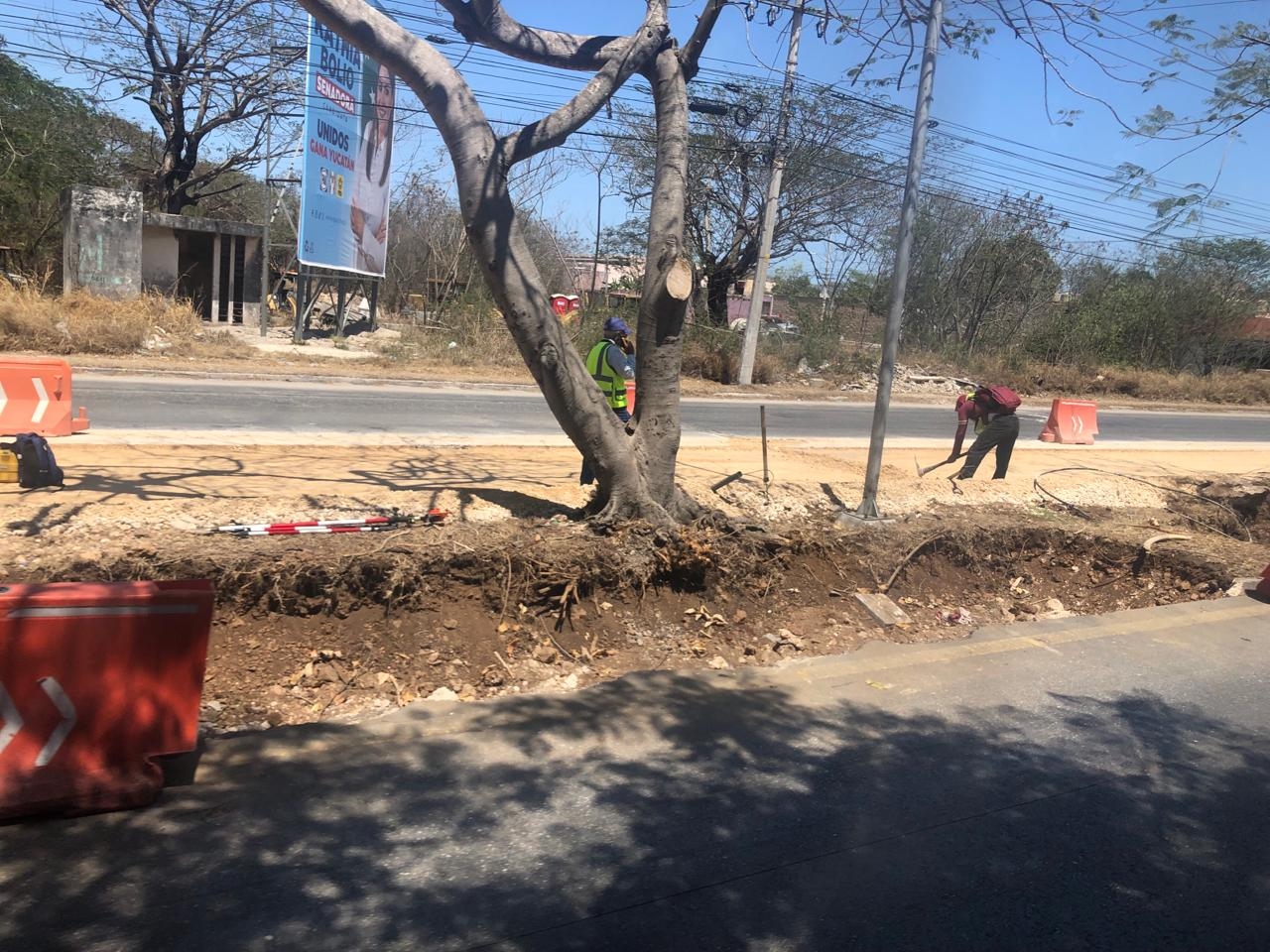 Trasplantarán los árboles retirados por las obras del IE-TRAM en la ruta Mérida-Umán