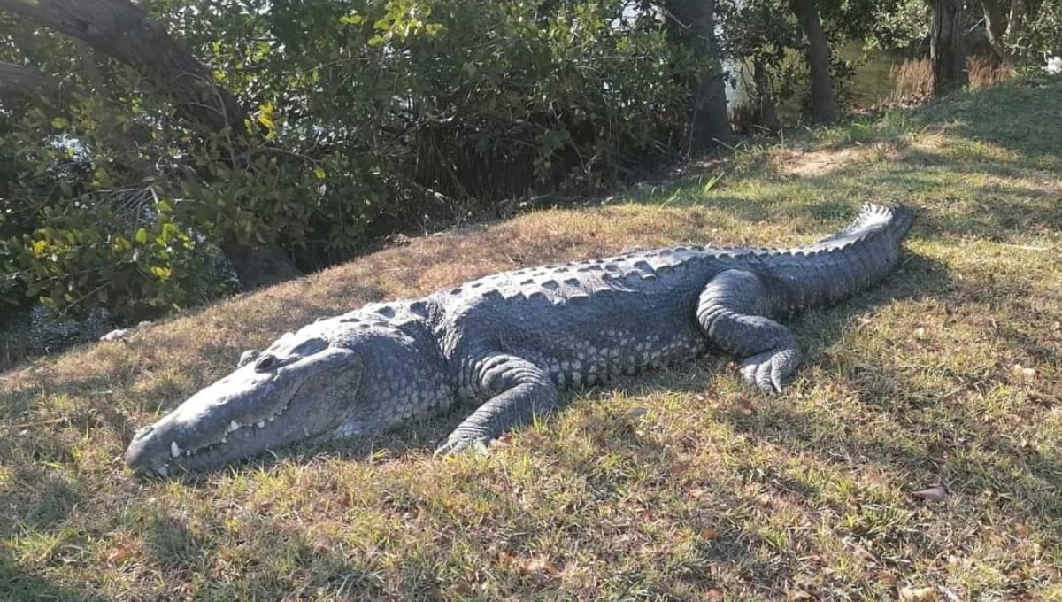 Realizan operativo para proteger a turistas y cocodrilos en la Laguna del Carpintero de Tampico