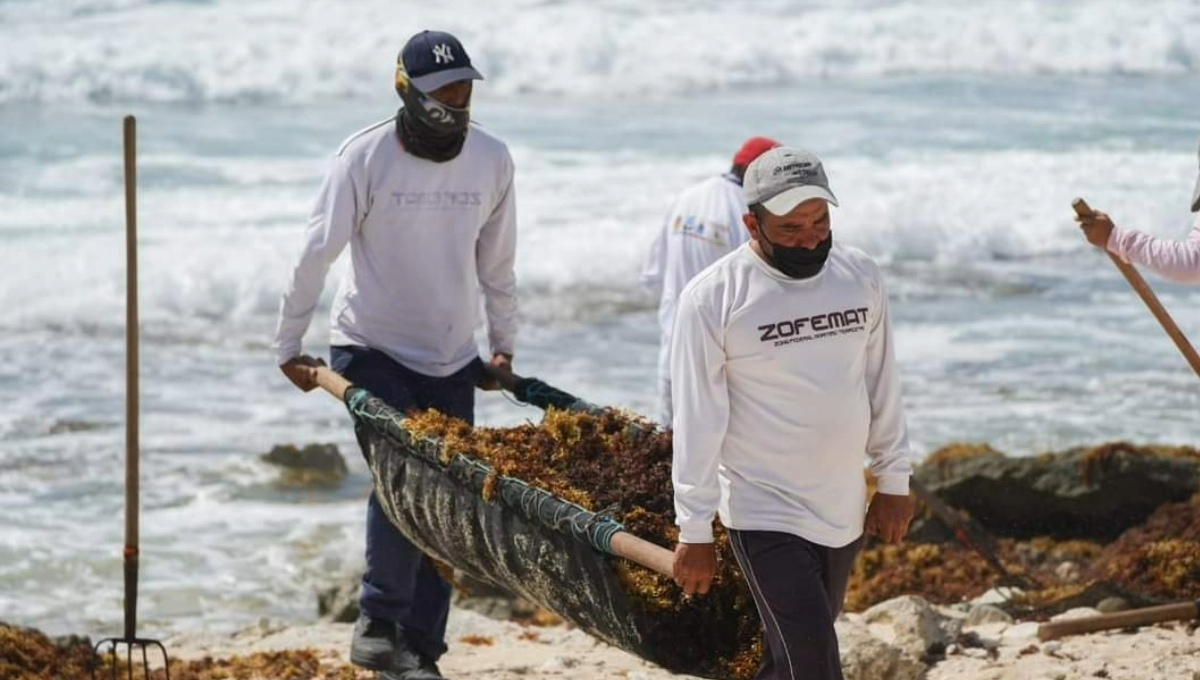 Sargazo afea la costa de Cozumel; se han retirado más de 6 mil toneladas desde 2021