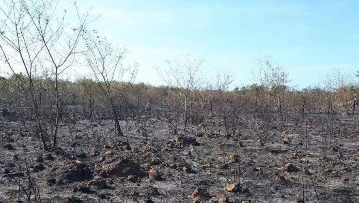 Conafor detecta incendios en 70 hectáreas en Bacalar, Quintana Roo