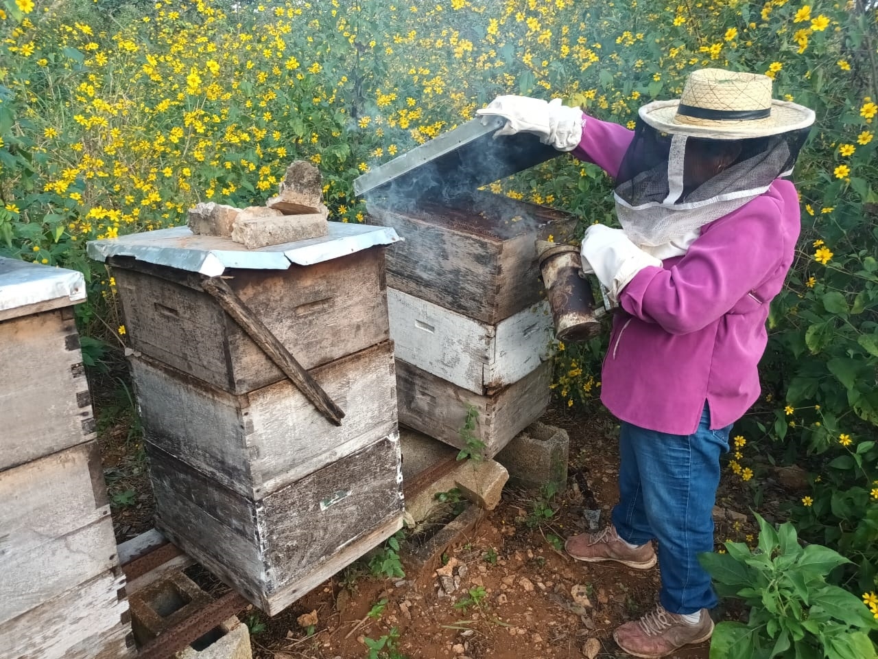 Más de 13 mil apicultores de Yucatán, en crisis; producción y precio de la miel se desploma