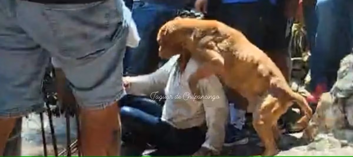 En Taxco, perrito intenta salvar a la asesina de Camila; era su dueña: VIDEO