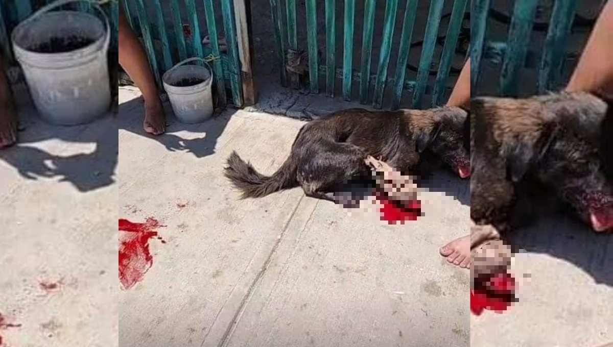 Mutilan a "Negrito", un perro de Piedra de Agua, Umán