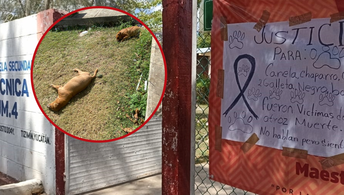 Acusan a la Directora de una secundaria de Tizimín por matar a siete perros