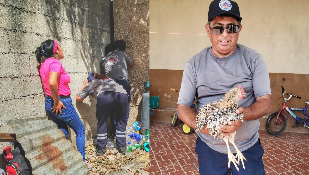 Se atora una gallina en un muro en Motul; familia pide apoyo para salvarla