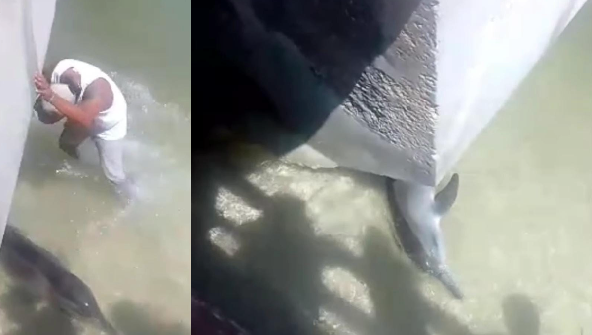 El delfín se encontraba atorado debajo del puente